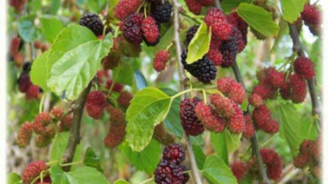 Buah Murbei
