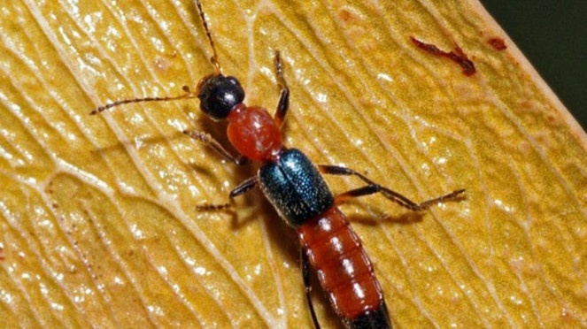tomcat (rove beetle)