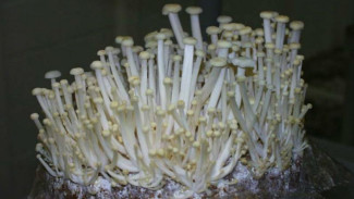 Kementan Perintahkan Importir Musnahkan Jamur Enoki