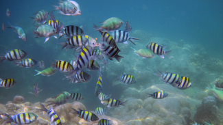 Berwisata Bahari di 10 Pulau di Kepulauan Seribu