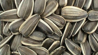 Berita Baik untuk Penggemar Kuaci