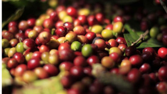 2080, Tak Ada Lagi Kopi di Dunia