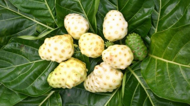 Buah mengkudu.