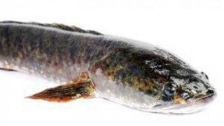 AS Panik Diserbu Monster Ikan 'Fishzilla' yang Bisa Hidup di Darat