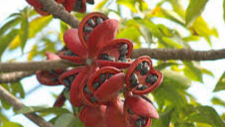 pohon gendruwo penghasil biodiesel