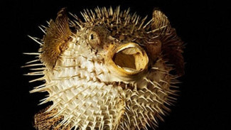 Heboh! Gara-gara Makan Telur Ikan Buntal, Seorang Ibu dan Kedua Anaknya Meninggal Dunia