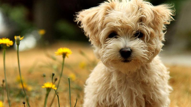 Ilustrasi anak anjing
