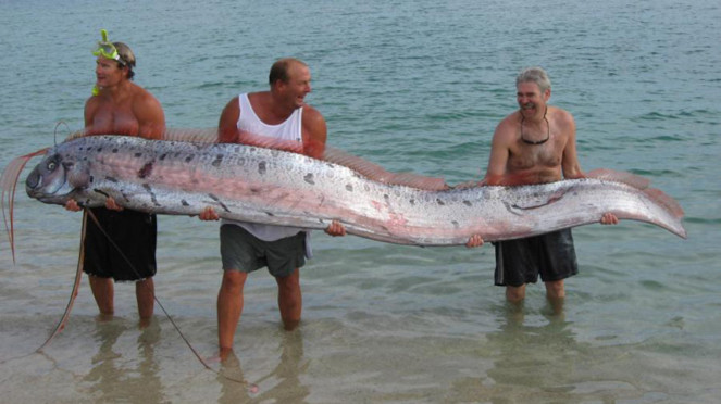 ikan oarfish