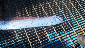 Benarkah Ikan Oarfish yang ditemukan di Selayar Pertanda Gempa Bumi?