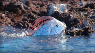 Ikan Pertanda Bencana Terdampar di Pantai, Warga Banyak yang Cemas