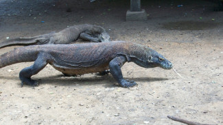 Bertamu ke Rumah Komodo