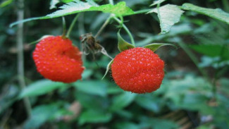 Manfaat Buah Arbei untuk Kesehatan