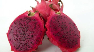 Keunikan dan Khasiat dari Buah Naga