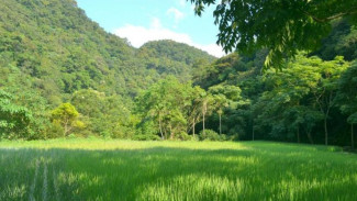 Wisata Tanam Padi di Taiwan