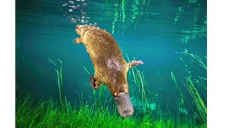 Mengintip Keajaiban Platypus