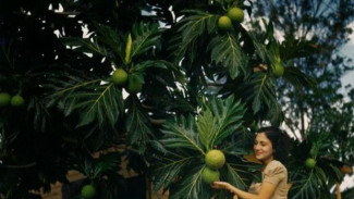 Tinggi Protein, Sukun Berpotensi Jadi Makanan Utama Dunia