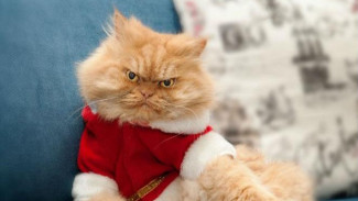 Punya Tampang Pemarah, Kucing Ini Terkenal di Internet