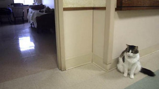 Kucing Ini Dapat Meramal Kematian