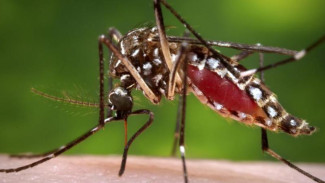 Cara Sederhana Hindari Demam Berdarah Dengue