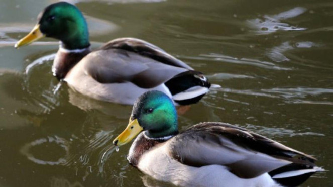 Ilustrasi bebek.