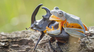 Heboh, Foto Katak Naiki Kumbang Bertanduk Terbang