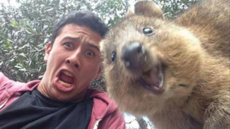 Quokka, Binatang Tersenyum Asal Australia