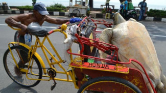 Penyu Raksasa Naik Becak di Tuban