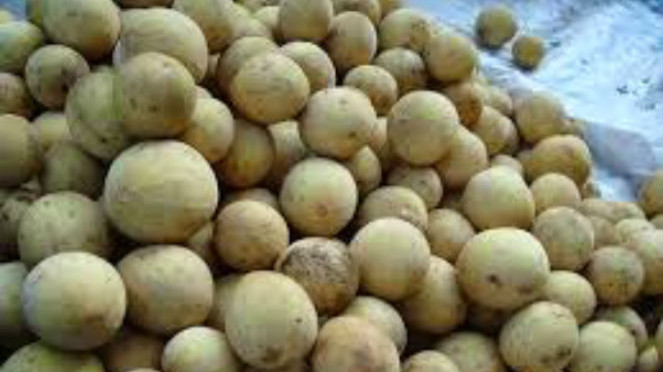 Buah duku.