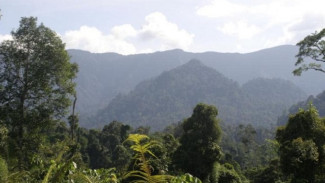 Paru-paru Dunia yang Semakin Menipis