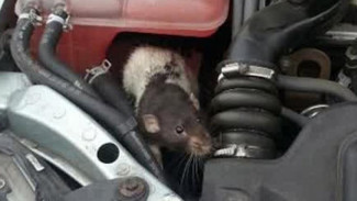 Bikin Tikus Gak Betah Tinggal di Mobil, Gampang Kok