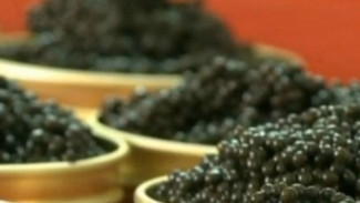 Telur-telur Ini Bisa Dikonsumsi Sebagai Sumber Protein Hewani