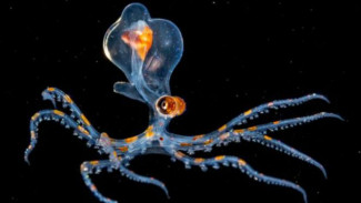 Inilah Bayi Octopus yang Menakjubkan
