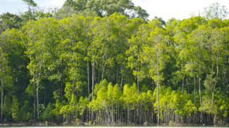 3 Hutan Keramat di Tanah Pasundan yang Terkenal Angker dan Berhantu