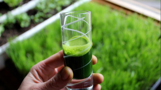 Cicipi Jus Rumput Gandum, Herbal Sehat Kaya Khasiat