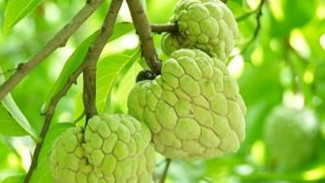 Delapan Manfaat Sehat dari Manisnya Buah Srikaya