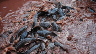 Merugilah Jika Anda Tidak Menyukai Ikan Lele