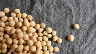 15 Makanan dengan Kandungan Magnesium Terbaik