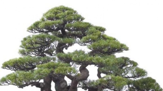 Budidaya bonsai