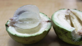 Manfaat Luar Biasa Buah Kenitu