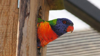 Kakapo, Burung Beo Berukuran Besar yang Hampir Punah