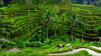 Menikmati Hamparan Sawah Hijau di Jatiluwih Bali