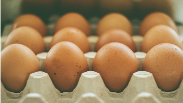 Ilustrasi telur.