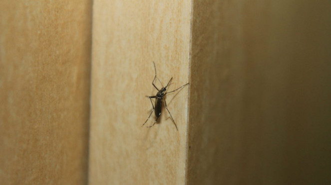 Ilustrasi nyamuk malaria.
