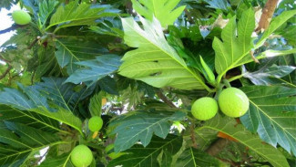Hebat, Daun Ini Bantu Atasi Penyakit Ginjal