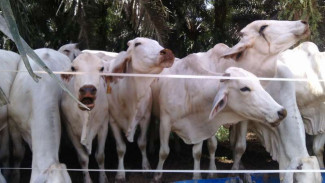 Kebun Sawit Ini Kembangkan 5.000 Sapi