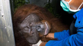 Ini Kisah Pelepasan Orangutan Pasca Hutan Terbakar