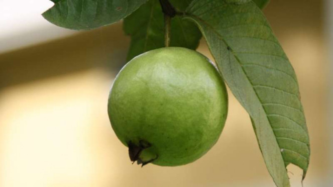 Jambu Biji.