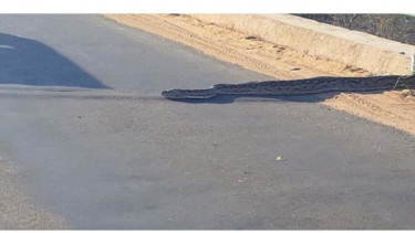 Ular piton melintas di jalan.