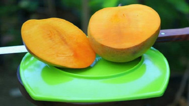 Mangga Agrimania