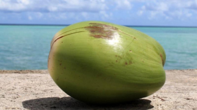Ilustrasi kelapa.